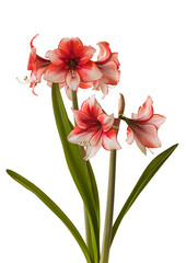 Bloom red and white Amaryllis (Hippeastrum)  