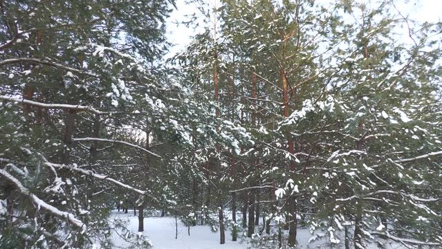 Snow-covered pine forest in eastern Ukraine.