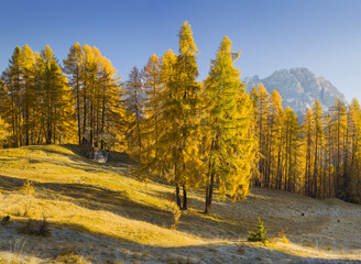 Monte Cristallo, Lärchen, Venetien, Dolomiten, Italien