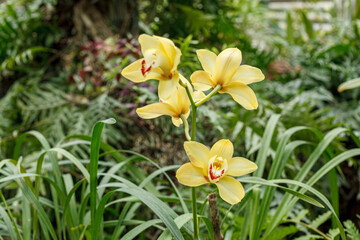 Fototapeta premium Beautiful blooming orchids of different colors