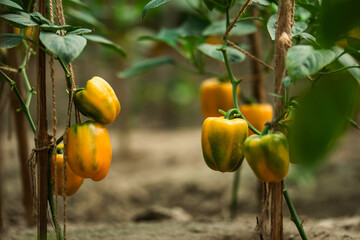 The beauty of vibrant yellow and red capsicum hanging gracefully on lush plants, a colorful...