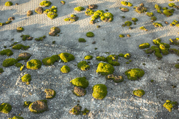 Moss on a concrete slab. The formation of moss on the stone. Marsh plant.