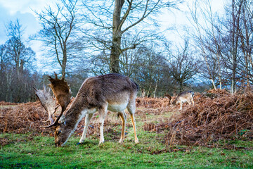 Fallow deer buck grazing in Knole Park in Sevenoaks, Kent, UK