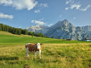 Fototapeta na wymiar Kuh auf der Walderalm, Huderbankspitze, Gnadenwald, Karwendel, Tirol, Österreich