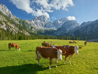 Kühe auf der Rontalalm, nördliche Karwendelkette,  Tirol, Österreich - obrazy, fototapety, plakaty