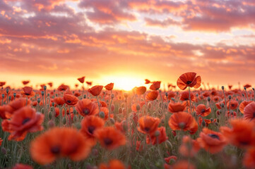 Sunset Glow: Red Poppies Field Under Pink and Orange Sky