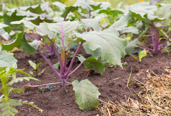 Kohlrabi in the garden. Growing vegetables without GMOs. Vegetarian food.