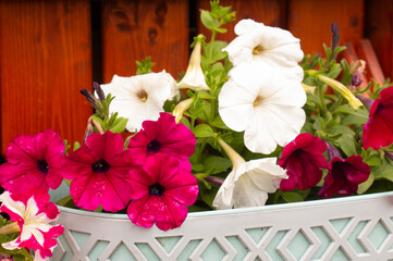 Petunia flower, beautiful multicolored petunia. Bright summer flowers, decorations for any garden