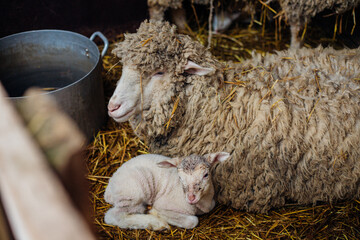 A home farm for the production of wool. Livestock. The ranch.A group of sheep and small lambs are standing in a barn.