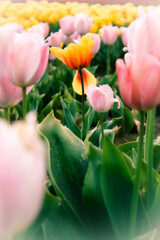 pink tulips in garden