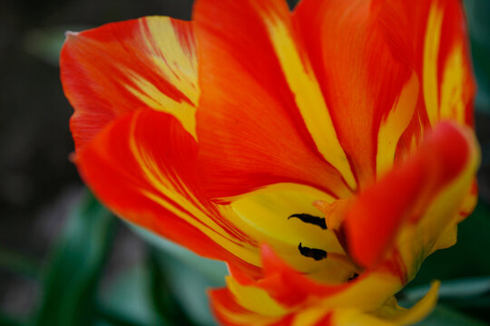red and yellow tulip