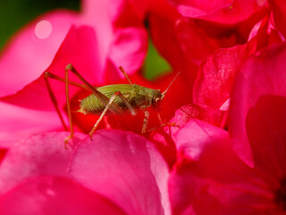 Speckled bush-cricket (Leptophyes punctatissima) on red petale geranium flower