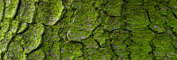 Green moss on a tree trunk