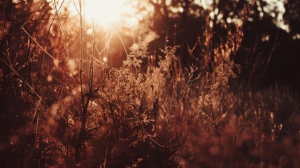 a field of tall grass with the sun shining through the trees on the other side of the field in the background. - obrazy, fototapety, plakaty