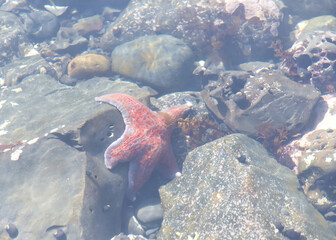 Close up of one redish orange star fish on rocks underwater in a shallow tide pool.