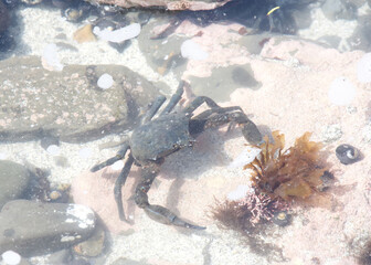One  Kelp Crabs in shallow tide pools during low tide, spots of foam bubbles on the surface.