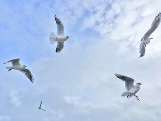 Seagulls fly in the sky over the sea