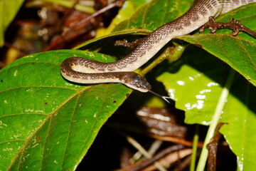 Yellow-flanked Keeled Snake (Alluaudina bellyi) in the nocturnal rainforest of Marojejy National Park in northeastern Madagascar