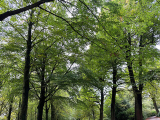 Many high green trees in beautiful park