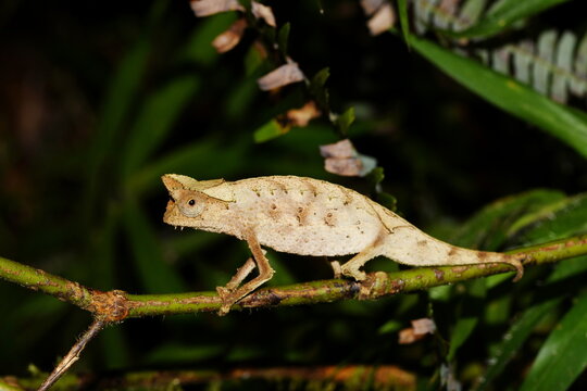 Brown leaf chameleon (Brookesia superciliaris) on a twig at Vohimana Reserve, Madagascar