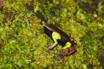 Guibé's Mantella (Mantella nigricans) on moss near a stream close to Marojejia Camp at Marojejy National Park, Madagascar
