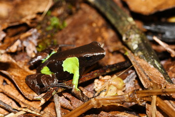 Guibé's Mantella (Mantella nigricans) near a stream close to Marojejia Camp at Marojejy National Park, Madagascar