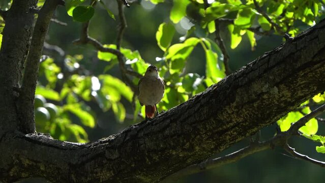 A bird called Rufous Hornero (Furnarius rufus) perched on the trunk of a Walnut tree with green leaves.