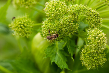 During the summer, Angelica Archangelica blooms. Its flowers are readily visited by bees and bumblebees, which collect pollen and nectar.