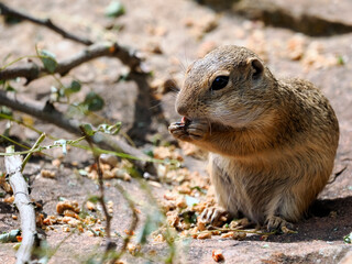 European ground squirrel or European souslik (Spermophilus citellus) eating pellets sitting on the ground