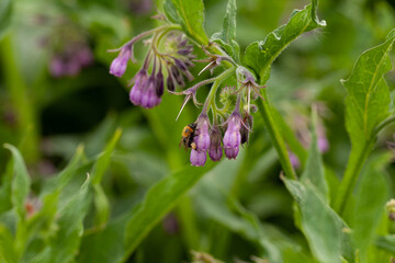 The medicinal plant Comfrey (Symphytum officinale) in bloom. Its pollen is a favorite of bumblebees and honeybees.