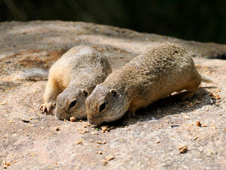 European ground squirrels or European sousliks (Spermophilus citellus) eating pellets on the ground