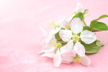 spring flowers of an apple tree on a pink background.