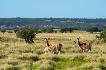 Guanacos in Pampas grassland environment, La Pampa province, Patagonia, Argentina.