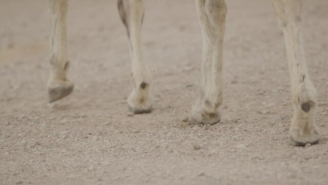 Slow motion close up of donkey hooves on dirt road in Arizona desert with blurred background
