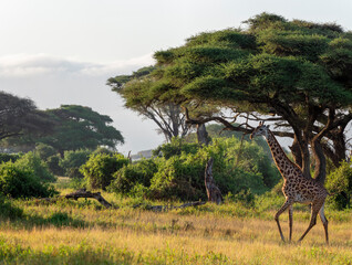 Giraffe and acacia trees in the morning - 757576658