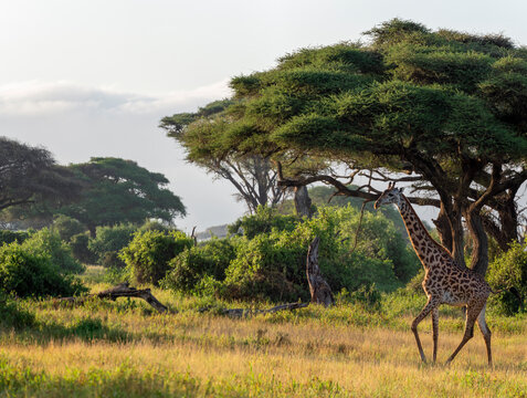 Giraffe and acacia trees in the morning