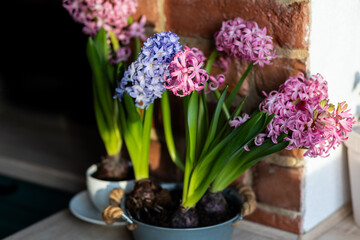 Concept of home spring gardening indoors. Beautiful pink and purple hyacinth bulbous flowers in ceramic or metal pots on the windowsill in the kitchen. Leisure, hobby, recreation. Earth day