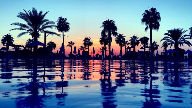 water sunset reflection palm tree