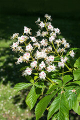 white blooming blossoms of a chestnut tree, detail shot