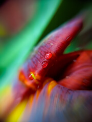 Drops of water on the petals of a red tulip close-up.