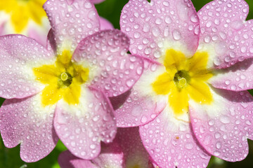 Pink wild primroses (primula vulgaris) flowers covered in dew droplets