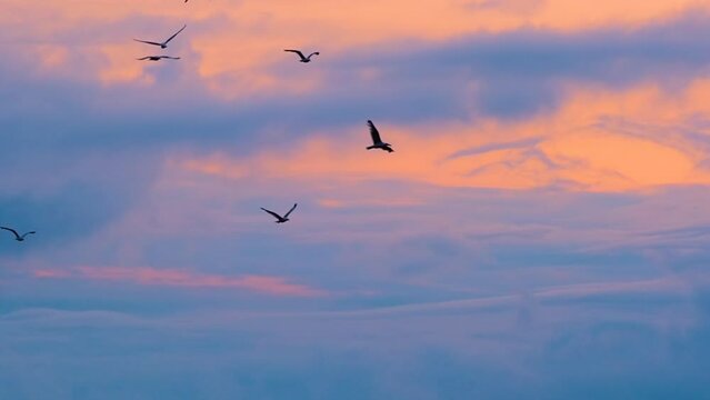 Flock of seagulls are flying in the cloudy sky in the evening after sunset - slow motion. Freedom, wildlife and nature concept