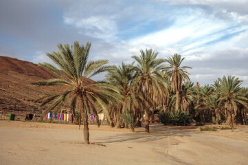 Obraz premium Palm trees in Mides Oasis, Tozeur Governorate in Tunisia near the border with Algeria