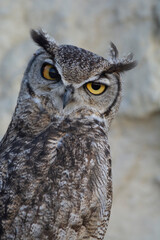 Great Horned Owl, Bubo virginianus nacurutu, Peninsula Valdes, Patagonia, Argentina.