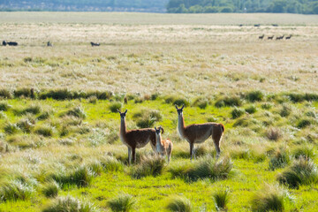 Guanacos in Pampas grassland environment, La Pampa province, Patagonia, Argentina.
