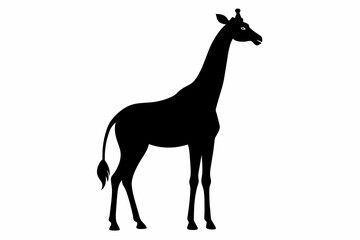 Giraffe silhouette and black on white background