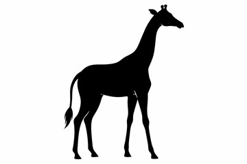 Giraffe silhouette and black on white background