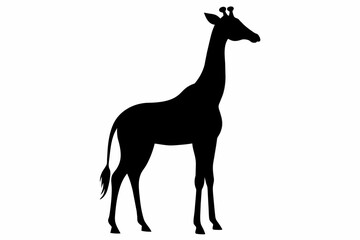 Giraffe silhouette and black on white background