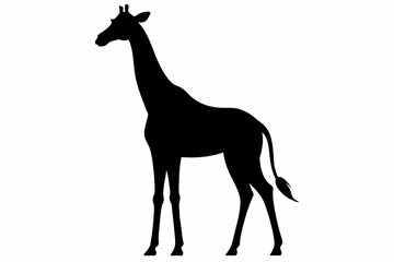 Giraffe silhouette and black on white background