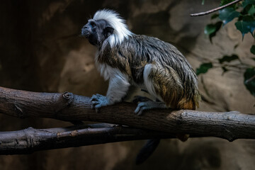 Tamarin monkey pinches on a branch.